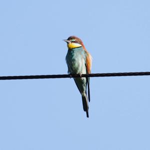 European Bee-eater