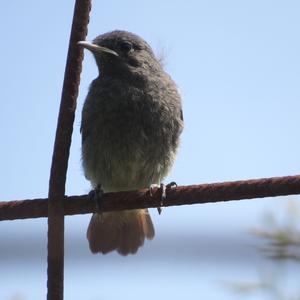 Black Redstart