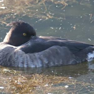 Tufted Duck