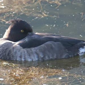 Tufted Duck