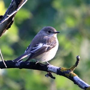 European Pied Flycatcher