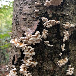 Crimped Gill