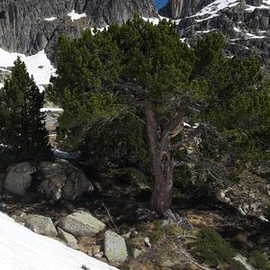 Black Pine (European)