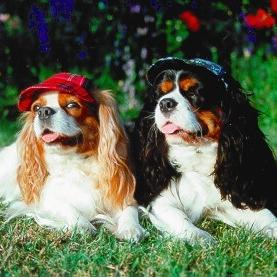 Cavalier King Charles Spaniel