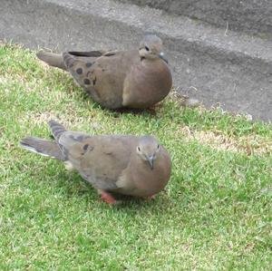 Eared Dove