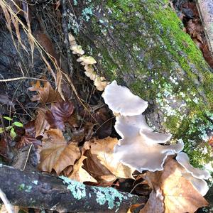 Oyster Mushroom