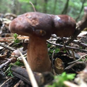 Bay Bolete