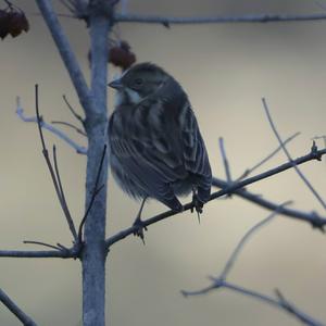 Reed Bunting