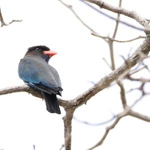 Asian Dollarbird