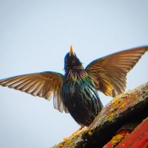 Spotless Starling