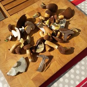 Bay Bolete