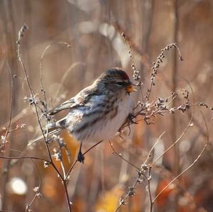 Common Redpoll