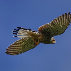 Common Kestrel