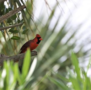 Northern Cardinal