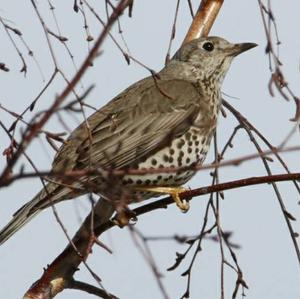 Mistle Thrush