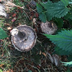 Shaggy Parasol