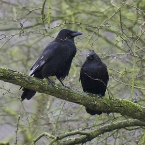 Carrion Crow