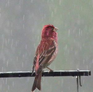 Purple Finch