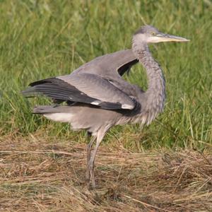 Grey Heron