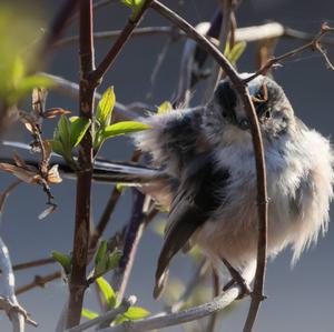 Long-tailed Tit