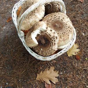 Parasol Mushroom