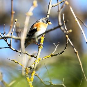 Brambling