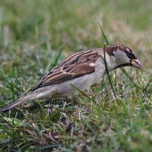 House Sparrow