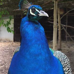 Indian Peafowl