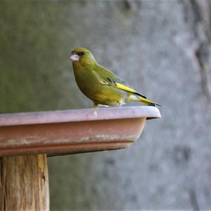 European Greenfinch