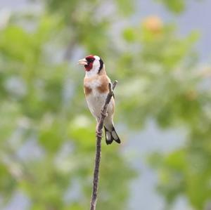 European Goldfinch