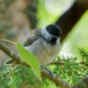 Willow Tit