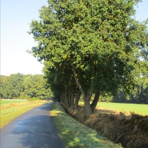 Pedunculate Oak