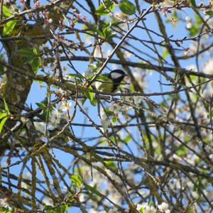 Great Tit