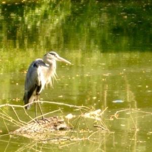 Grey Heron