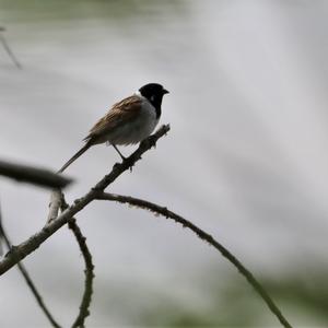 European stonechat