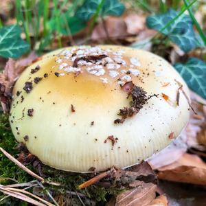 Gemmed Amanita