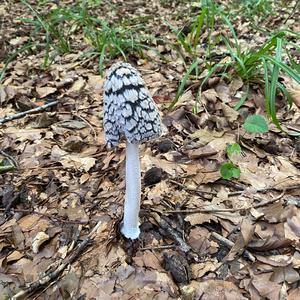 Magpie Ink-cap