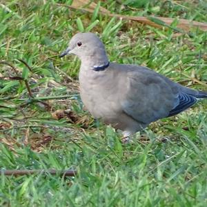 Eurasian Collared-dove