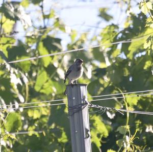 White Wagtail