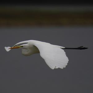 Great Egret