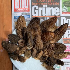 Black Morel