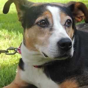 Unknown Breed