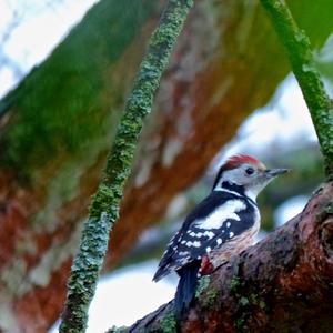 Middle Spotted Woodpecker