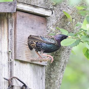 Common Starling