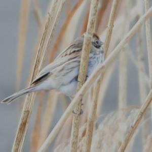 Reed Bunting