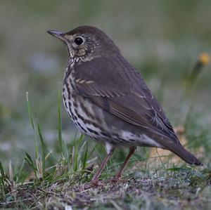 Song Thrush