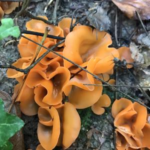 Orange Peel Fungus