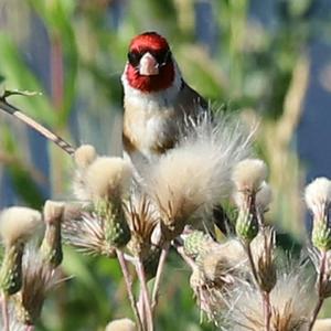 European Goldfinch