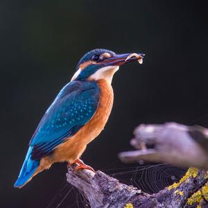 Common Kingfisher