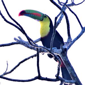 Keel-billed Toucan